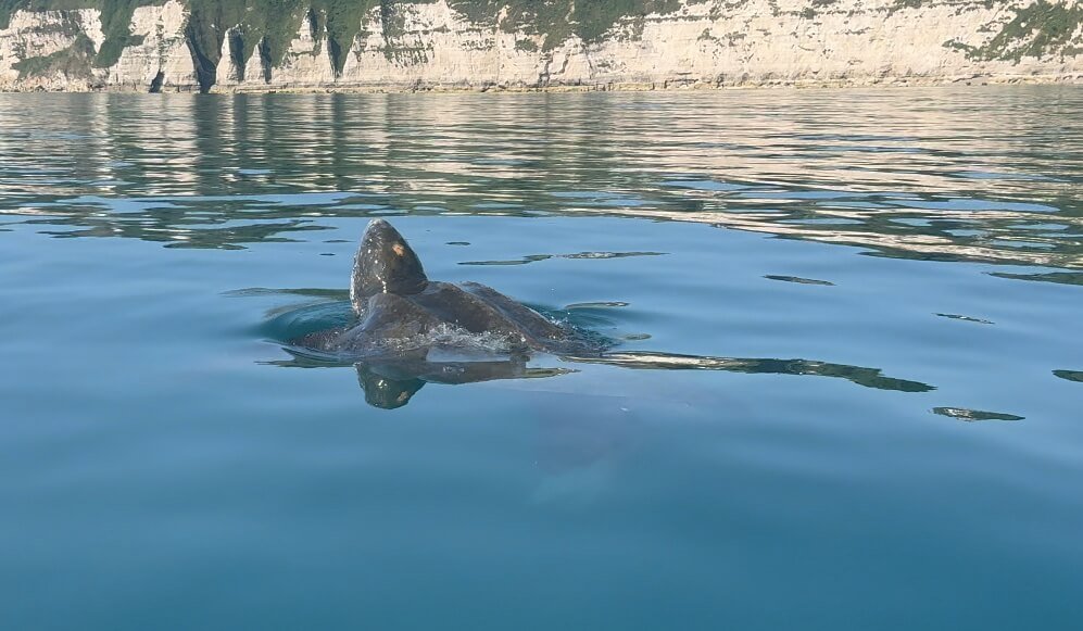 turtle