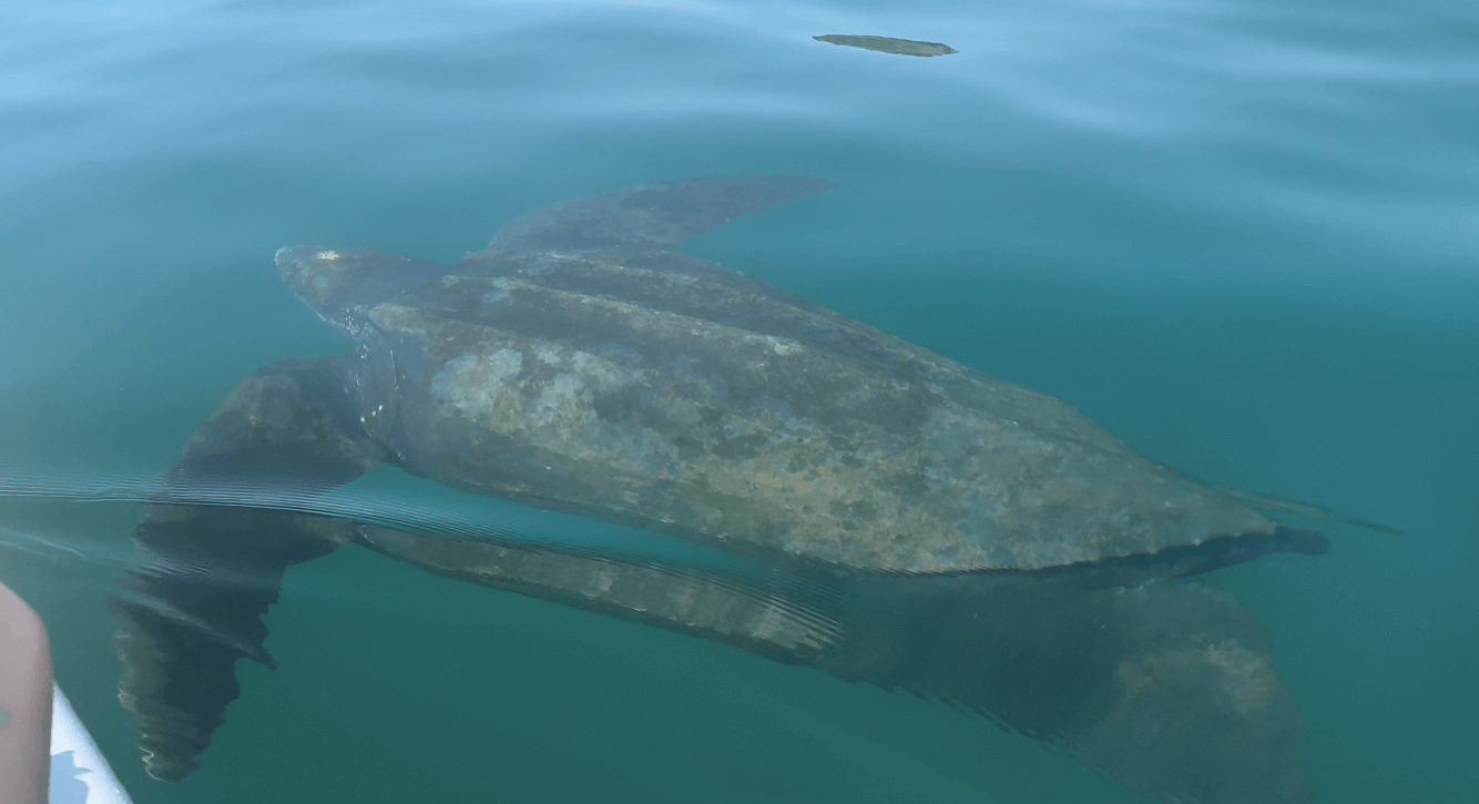 turtle