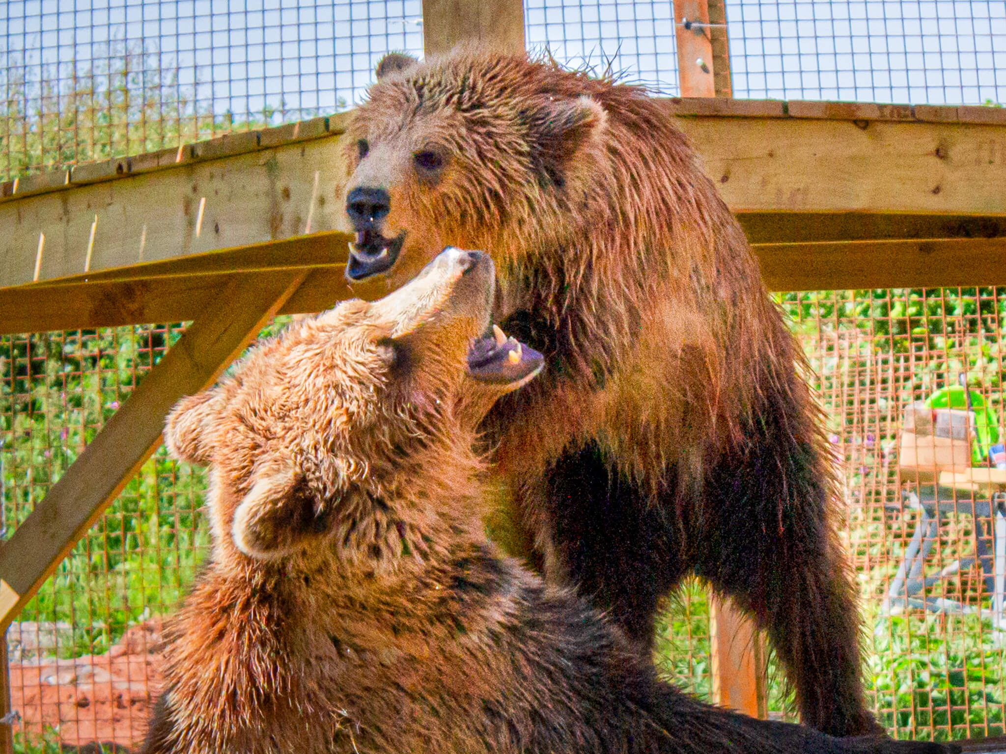 bears